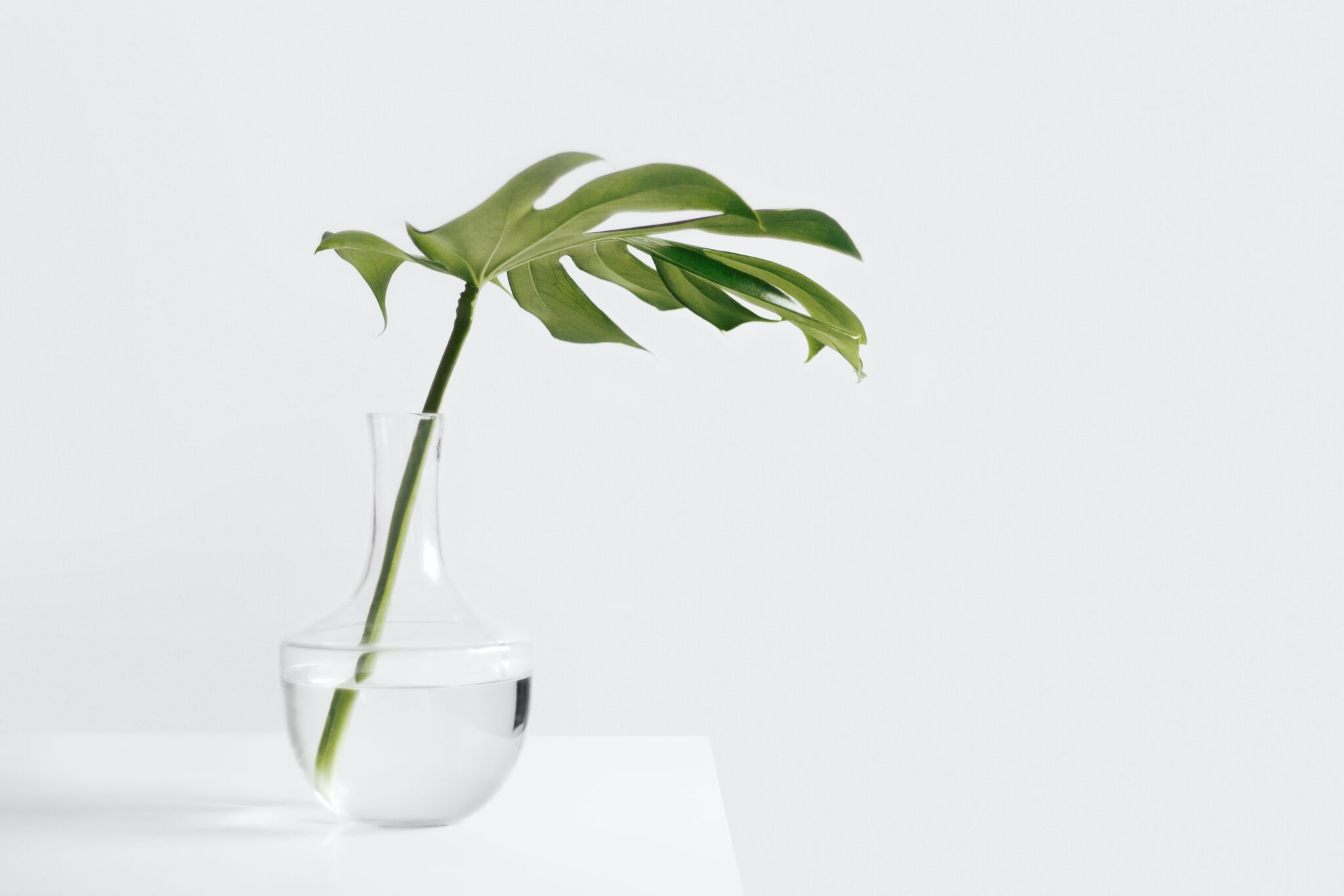 Plant in a glass of water signifying digital growth