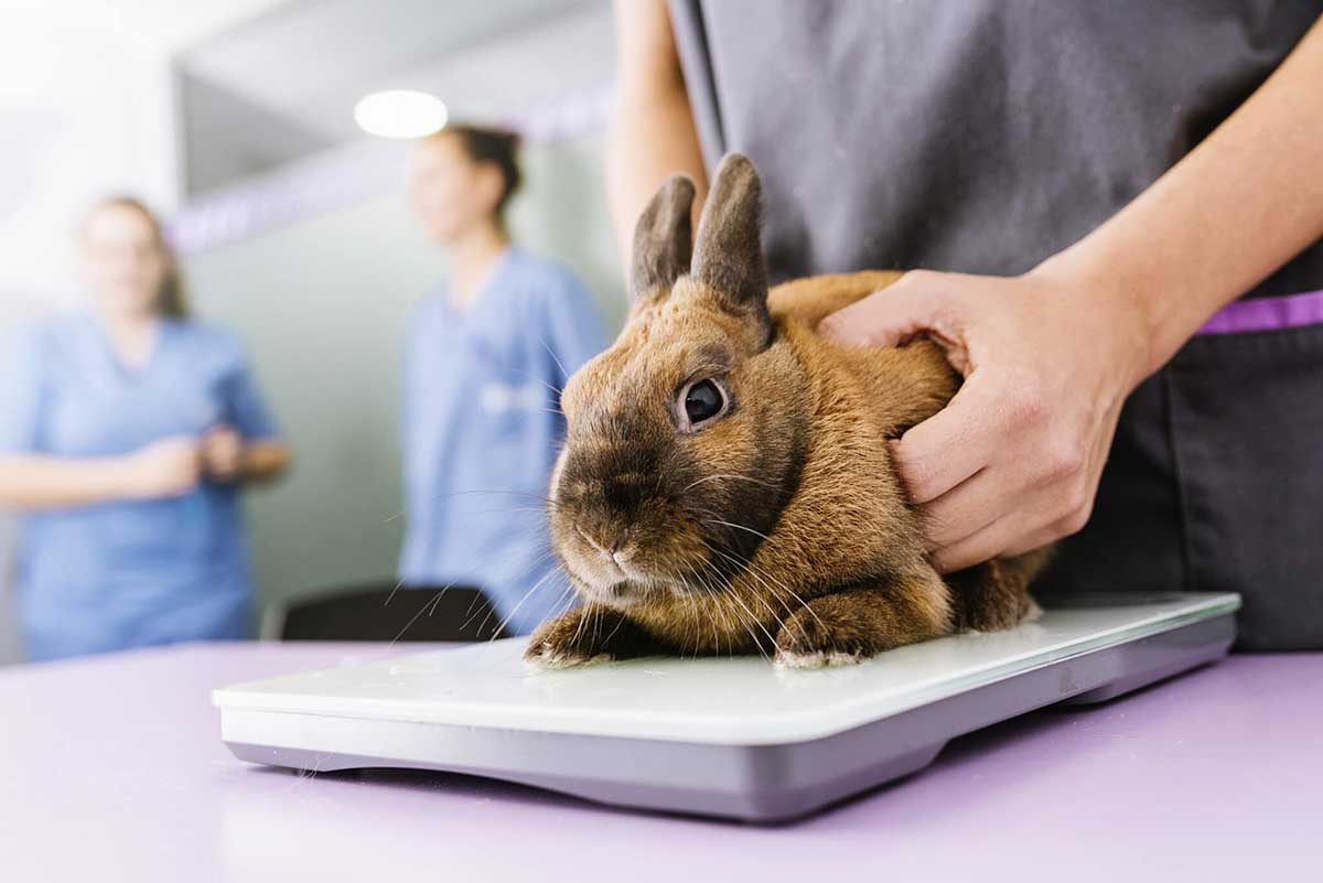 Is the pet insurance industry growing?