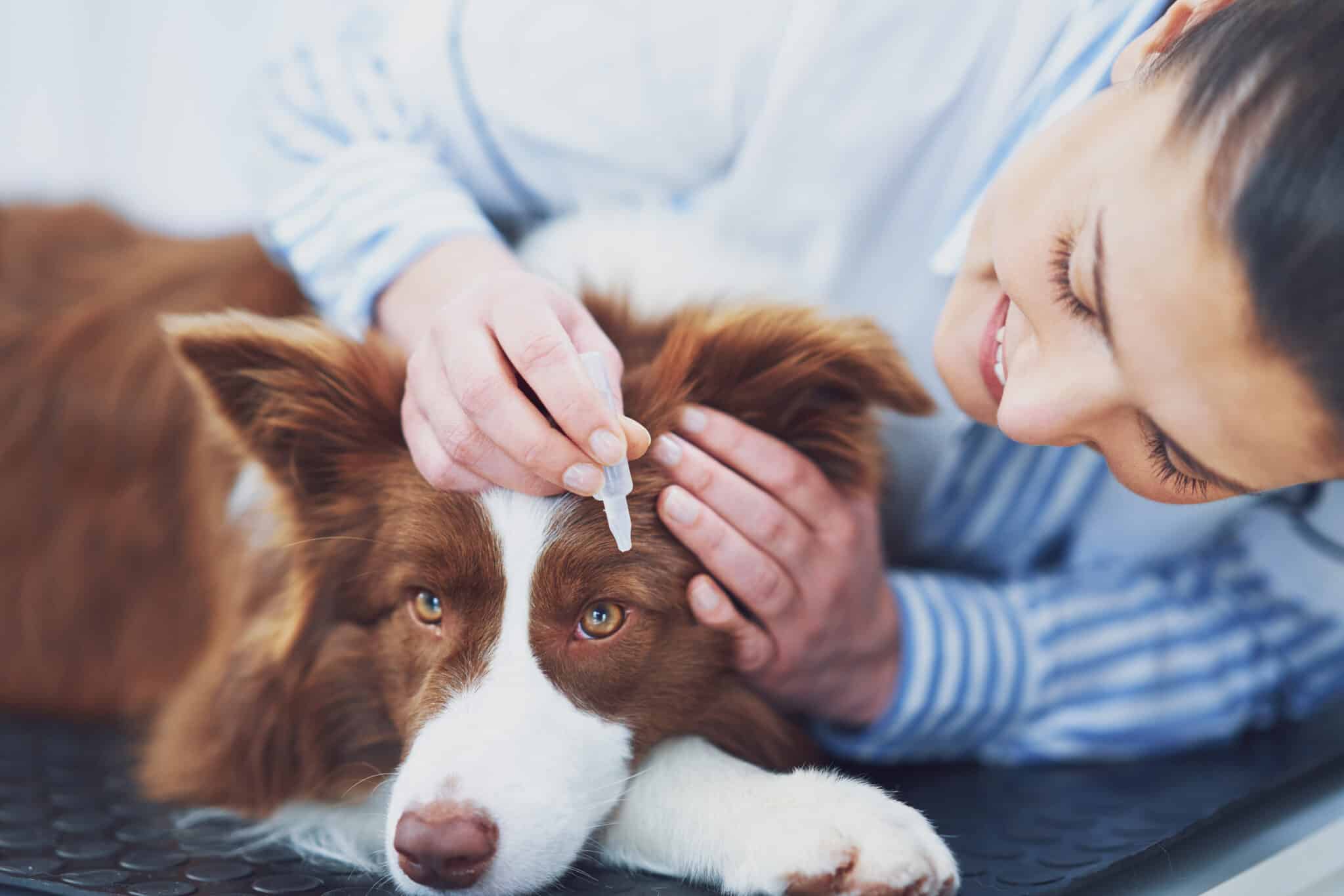 Pet assurance: moving from pet insurance to pet wellness
